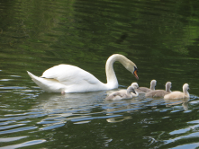 Cygnes, Lac du bois de Boulogne, 2016