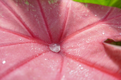 Caladium rosebud, Serres d'Auteuil, 2018