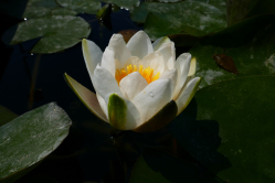 Nnuphar, jardin des plantes, 2018