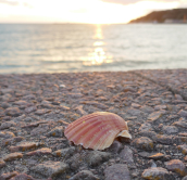 Coquille Saint Jacques, Erquy, 2018