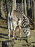 Zbre, zoo de Vincennes, 2016