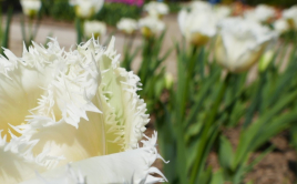 Tulipe, Parc floral de Vincennes, 2017
