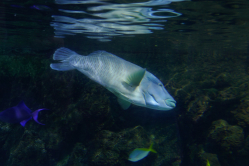 Poisson Napolon, Aquarium La Rochelle, 2019