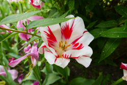 Tulipe, Britzergarten, 2018