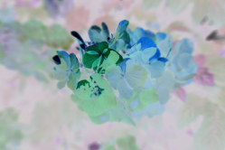 Hortensia, Parc de Bagatelle, 2018
