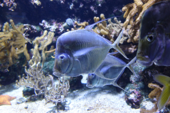 La carangue lune, aquarium de La Rochelle, 2019