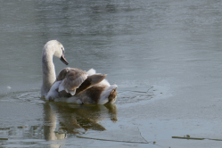 Petit lac du bois de Boulogne, 2018