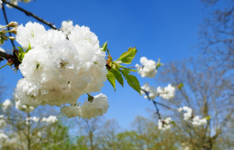 Parc floral de Vincennes, 2017