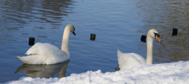 Cygnes, Petit lac du bois de Boulogne, 2018