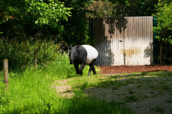 Tapir malais, Ménagerie du jardin des plantes, Paris, 2018