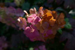 Hortensia, Parc de Bagatelle, 2018