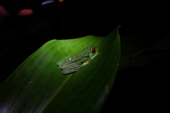Grenouille, Costa Rica, 2013
