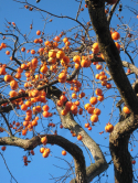 Arbre  kaki, Serres d'Auteuil, 2011