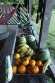 Fruits, Costa Rica, 2013