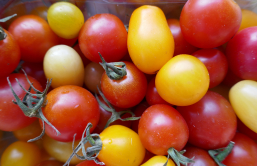 Tomates cerises du march Chantecoq de Puteaux, 2019