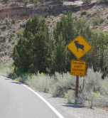 Passage de Bighorn sheep, Colorado national monument, USA, 2017