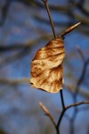 Cerisier de Yoshino Photo