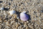 La coquille Saint Jacques étant Pecten maximus Photo