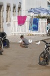 Nourrir les oiseaux Photo