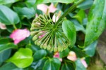 Je ne connais par le nom de cette plante ! Photo
