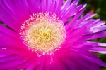 Carpobrotus acinaciformis Photo