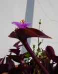 Misère pourpre (Tradescantia pallida) Photo