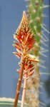 Aloe picta Photo