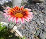 Gazania Photo