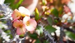Couronne d'épines (Euphorbia milii) Photo
