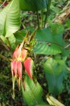 Autres noms : un balisier, Pinces de Crabe Photo