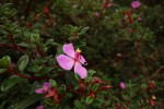 Autre nom : Monochaetum vulcanicum, famille des Melastomatacées Photo