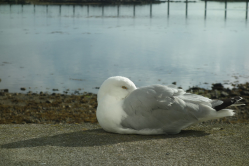 Goland, Roscoff, 2015