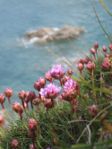 Armrie martime, Cancale, 2012