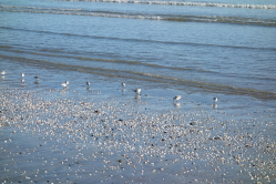 Bcasseaux de Sanderling, Binic, 2014