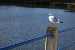 Mouette rieuse, Binic, 2014