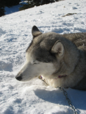 Chien polaire, Jura, 2010