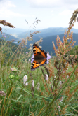 Papillon petite tortue, Ballon d'Alsace, Vosges, 2013