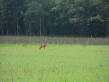 Biche, Sainte Montaine, 2016