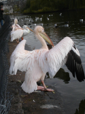 Plican, Saint James's park, Londres 2005