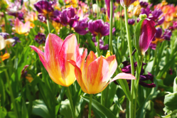 Tulipes, Britzergarten, Berlin, 2018