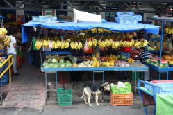 March de Cartago, Costa Rica, 2013