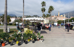 Citrons en pot, Basilique Saint Michel au fond, Menton, 2020