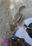 Ecureuil intéressé par mon sac à dos ! Photo