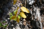Lumière en sous-bois Photo