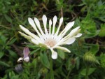 Famille des asters Origine : Afrique du Sud Photo