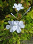 appelé aussi le plumbago ou la dentelaire du Cap Photo