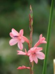 Origine : Afrique du Sud, watsonia pillansii peut-être, Famille des iris Photo