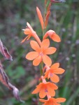 Origine : Afrique du Sud, watsonia pillansii peut-être, Famille des iris Photo