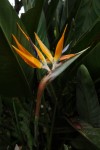Strelitzia reginae<br>Origine : Afrique du sud Photo