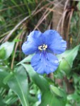 Commelina Benghalensis, radié crapaud Photo